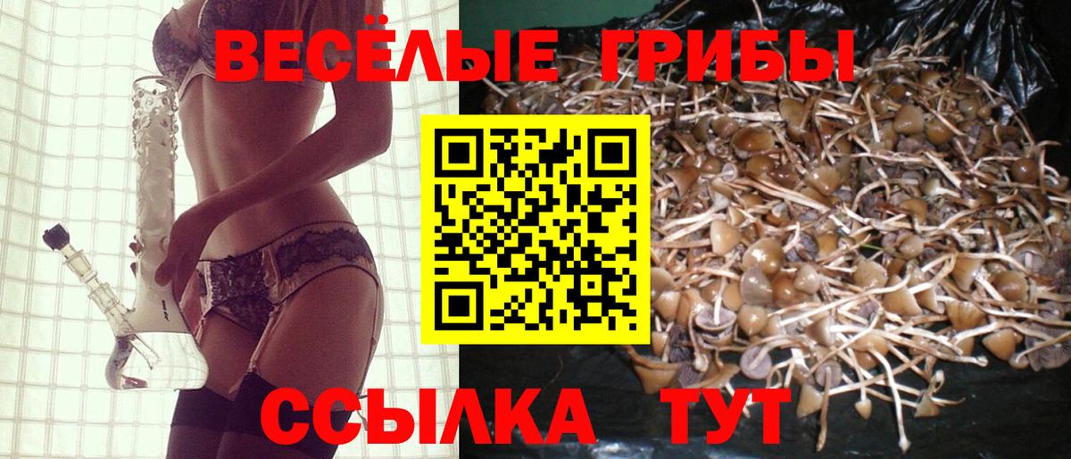 Псилоцибиновые грибы Cubensis Губкин